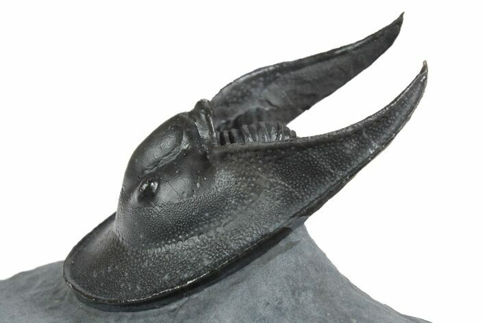 Detailed Scotoharpes Trilobite - Boudib, Morocco #350519